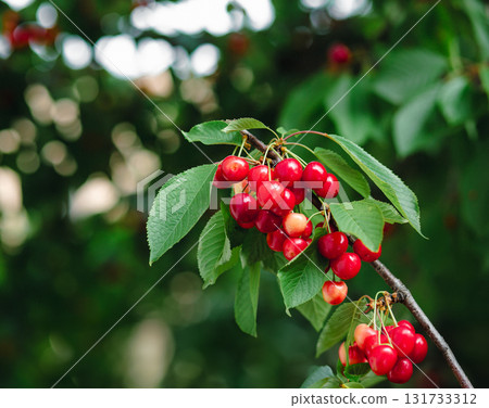 Branch full ripe red cherries green leaves against background sunlight. Summer fruit harvest in natural garden environment. 131733312