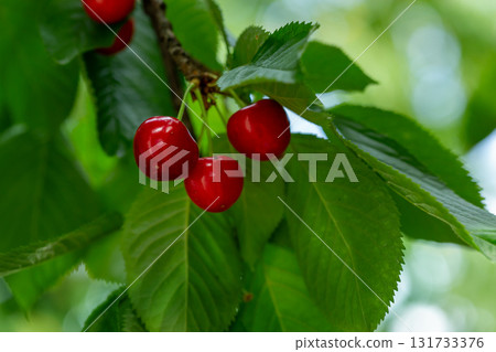 Fresh bunch ripe red cherries hanging on branch with green leaves background. Summer fruit harvest natural garden environment. 131733376