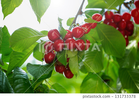 Branch full ripe red cherries green leaves against background sunlight. Summer fruit harvest in natural garden environment. Branch full ripe red cherries green leaves against background sunlight. Summer fruit harvest in natural garden environment. 131733378
