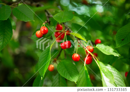 Fresh bunch ripe red cherries hanging on branch with green leaves background. Summer fruit harvest natural garden environment. Fresh bunch ripe red cherries hanging on branch with green leaves background. Summer fruit harvest natural garden environment. 131733385
