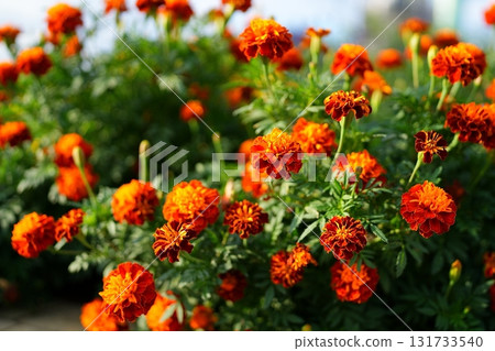 Marigold flower Marigold flower 131733540