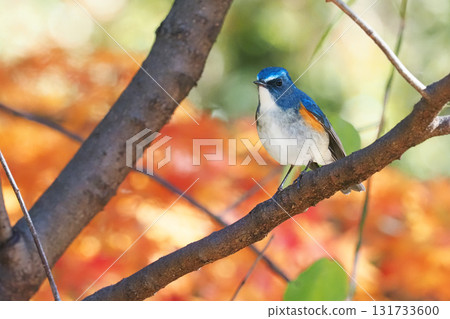 Ruribitaki (male) 131733600