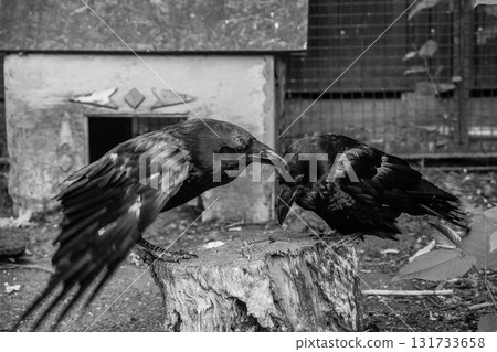 Beautiful black crows sit on a stump Beautiful black crows sit on a stump 131733658