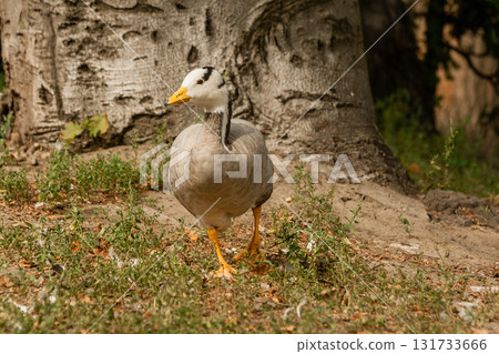 A gray goose walks on the grass A gray goose walks on the grass 131733666
