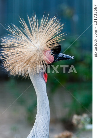 Beautiful crowned crane (Balearica pavonina) Beautiful crowned crane (Balearica pavonina) 131733667