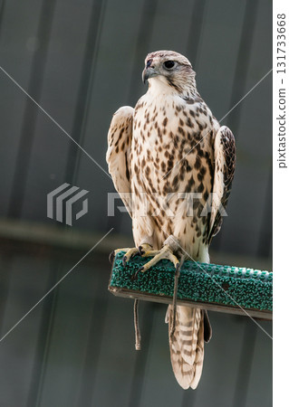 Beautiful falcon Beautiful falcon 131733668
