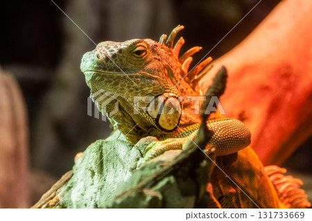 Iguana lies on a branch Iguana lies on a branch 131733669