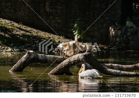 Pelican sits on a log and is heated in the sun Pelican sits on a log and is heated in the sun 131733670