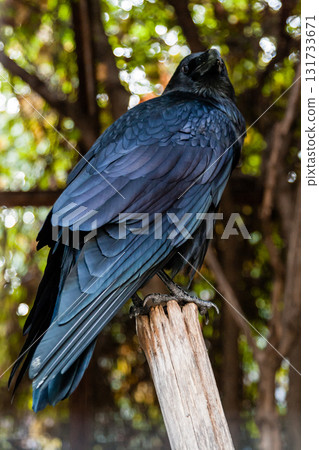 Big Black Raven sitting on a close-up branch Big Black Raven sitting on a close-up branch 131733671