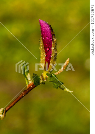 Macro Magnolia bud covered with drops 131733672
