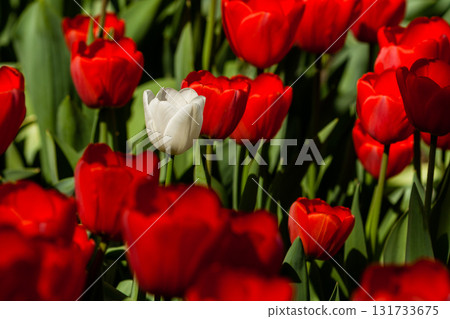 Spring field of colorful tulips 131733675