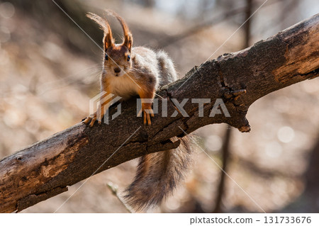 Squirrel sits on a tree Squirrel sits on a tree 131733676