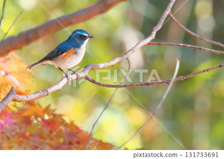 Ruribitaki (male) 131733691