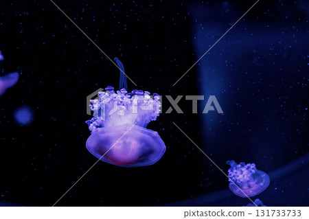 underwater photography jellyfish Cotylorhiza tuberculata, Mediterranean jellyfish underwater photography jellyfish Cotylorhiza tuberculata, Mediterranean jellyfish 131733733