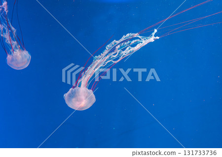 underwater photography jellyfish Purple striped jelly. Chrysaora colorata underwater photography jellyfish Purple striped jelly. Chrysaora colorata 131733736