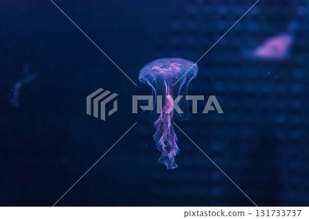 underwater photography jellyfish Chrysaora lactea, Milk Sea Nettle 131733737