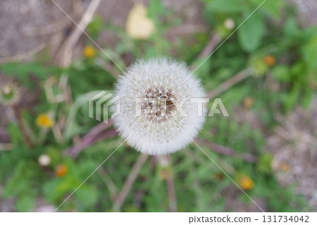 Dandelion feathers Dandelion feathers 131734042