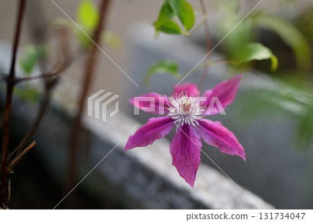 Clematis flower 131734047