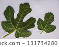 Back side of fig leaves, vivid green. High quality photo 131734280
