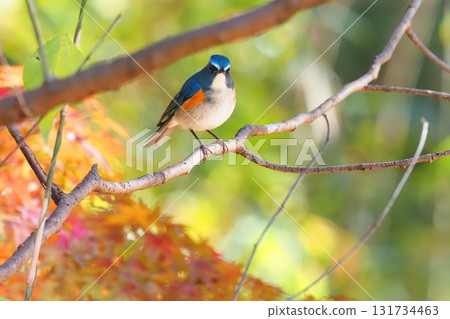 Ruribitaki (male) 131734463