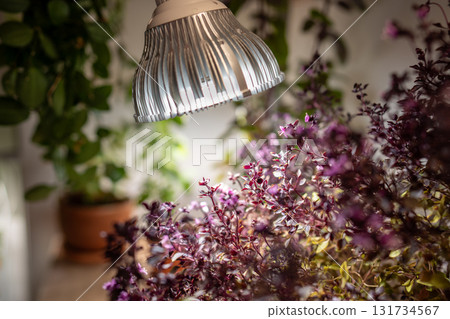 Growing plants under LED phyto lamp at home in winter season. Additional illumination. 131734567