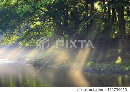 A summer stream illuminated by sunlight 131734623
