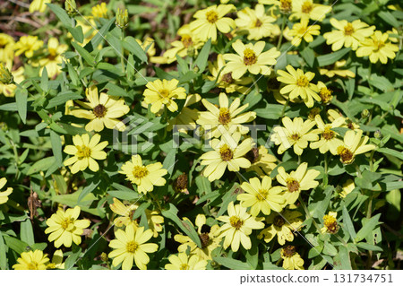 Zinnia elegans "Berry's Double Yellow" Zinnia elegans "Berry's Double Yellow" 131734751