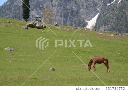 Sonamarg is the golden meadow of Kashmir. It is a land of beautiful nature with pine forests, grasslands and pristine white glaciers. 131734752