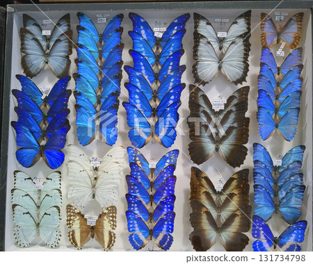 A box showcases a stunning collection of blue Morpho butterflies at an insect exhibition held in a natural history museum. The vibrant colors attract visitors' attention. 131734798