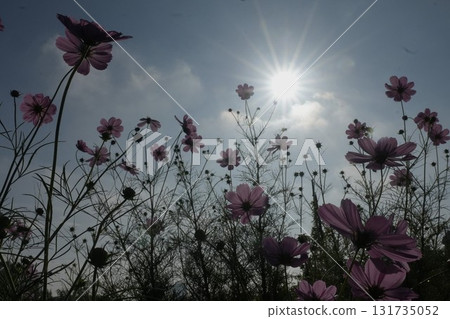 Cosmos illuminated by the sun 131735052