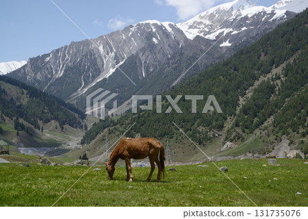 Horse graze in a grassy field in Sonamarg, a valley and a major tourist attraction in the Indian state of Jammu and Kashmir. Known as the "field of gold", it is the starting point for many Himalayan. 131735076