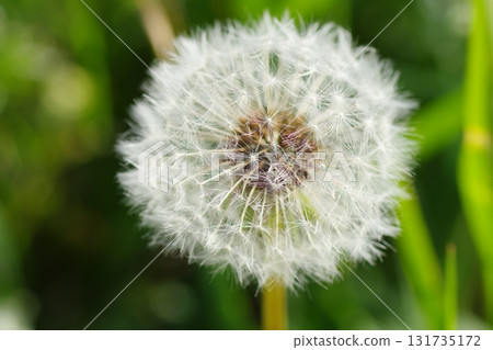 Dandelion's fluff Dandelion's fluff 131735172