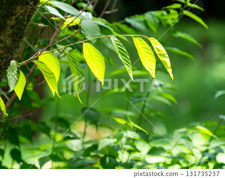 Fresh greenery bathed in sunlight filtering through the trees Fresh greenery bathed in sunlight filtering through the trees 131735237