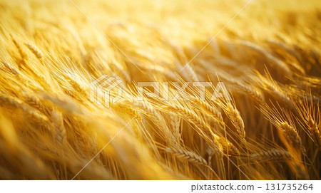 金色的麥田 131735264