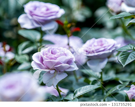 Beautiful early summer scenery: Fresh, colorful spring roses in full bloom Beautiful early summer scenery: Fresh, colorful spring roses in full bloom 131735291
