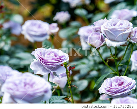 Beautiful early summer scenery: Fresh, colorful spring roses in full bloom Beautiful early summer scenery: Fresh, colorful spring roses in full bloom 131735292