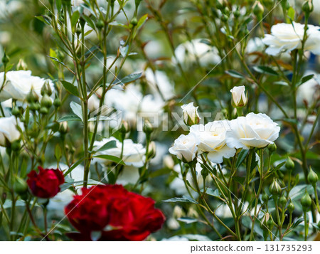 Beautiful early summer scenery: Fresh, colorful spring roses in full bloom Beautiful early summer scenery: Fresh, colorful spring roses in full bloom 131735293
