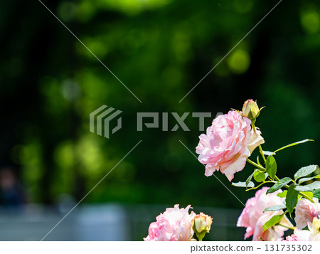 Beautiful early summer scenery: Fresh, colorful spring roses in full bloom Beautiful early summer scenery: Fresh, colorful spring roses in full bloom 131735302