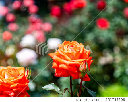 Beautiful early summer scenery: Fresh, colorful spring roses in full bloom Beautiful early summer scenery: Fresh, colorful spring roses in full bloom 131735308