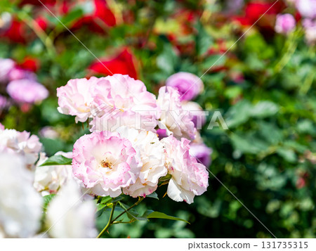 初夏美景：春天裡盛開的鮮豔玫瑰 131735315