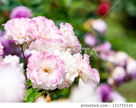 初夏美景：春天裡盛開的鮮豔玫瑰 131735316
