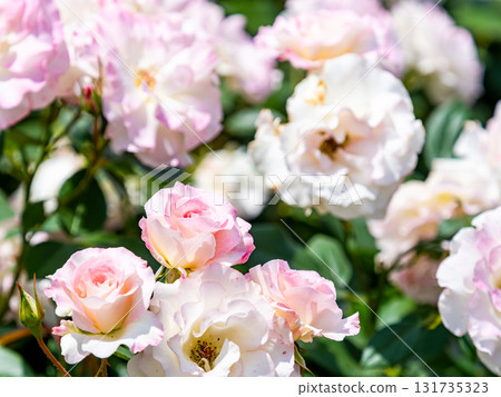 Beautiful early summer scenery: Fresh, colorful spring roses in full bloom Beautiful early summer scenery: Fresh, colorful spring roses in full bloom 131735323