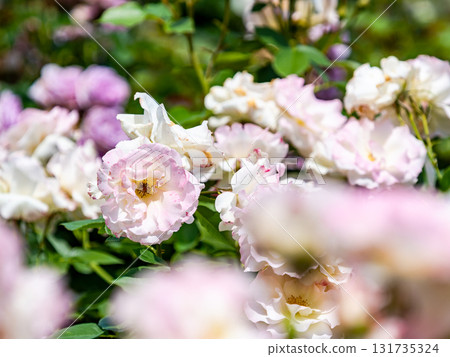 Beautiful early summer scenery: Fresh, colorful spring roses in full bloom Beautiful early summer scenery: Fresh, colorful spring roses in full bloom 131735324