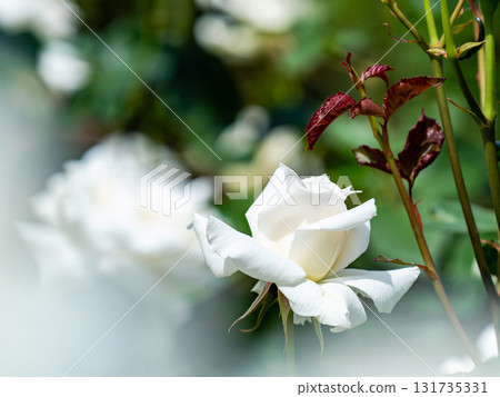 Beautiful early summer scenery: Fresh, colorful spring roses in full bloom Beautiful early summer scenery: Fresh, colorful spring roses in full bloom 131735331