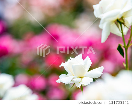 Beautiful early summer scenery: Fresh, colorful spring roses in full bloom Beautiful early summer scenery: Fresh, colorful spring roses in full bloom 131735341
