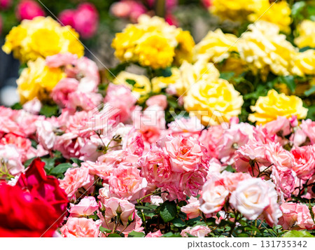 Beautiful early summer scenery: Fresh, colorful spring roses in full bloom 131735342