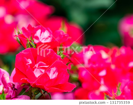 Beautiful early summer scenery: Fresh, colorful spring roses in full bloom Beautiful early summer scenery: Fresh, colorful spring roses in full bloom 131735359