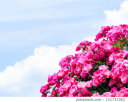 Beautiful early summer scenery: Fresh, colorful spring roses in full bloom Beautiful early summer scenery: Fresh, colorful spring roses in full bloom 131735362