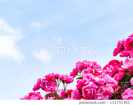 初夏美景：春天裡盛開的鮮豔玫瑰 131735363