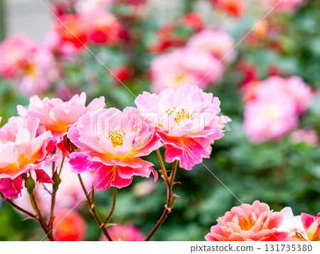 Beautiful early summer scenery: Fresh, colorful spring roses in full bloom Beautiful early summer scenery: Fresh, colorful spring roses in full bloom 131735380